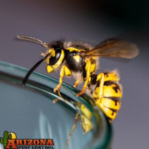 Tucson Wasp Control