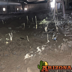 Termites in Arizona