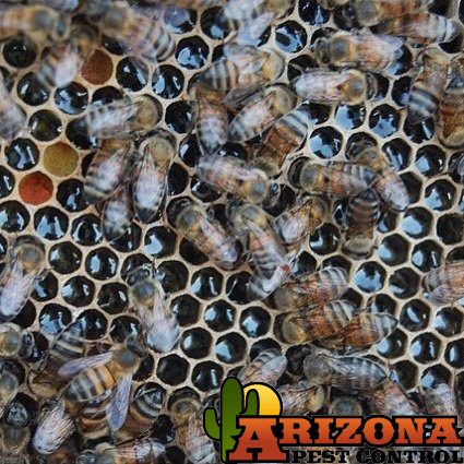 Killers Bee In Tucson
