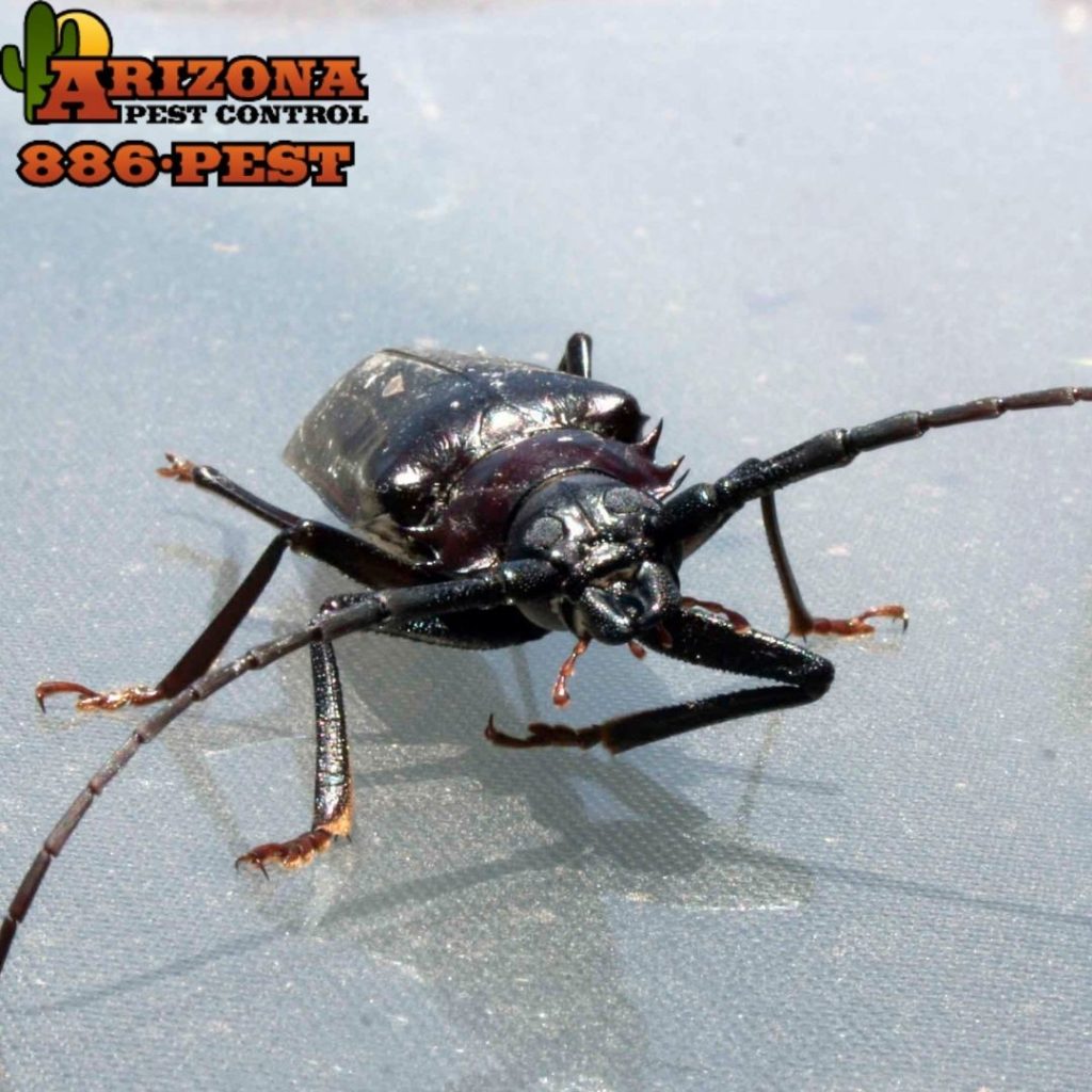 Palo Verde Beetle Arizona Pest Control Tucson Pest & Termite Control