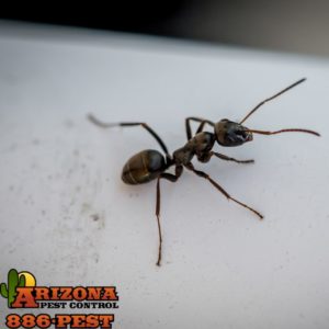 Tucson Ant Control | Arizona Pest Control