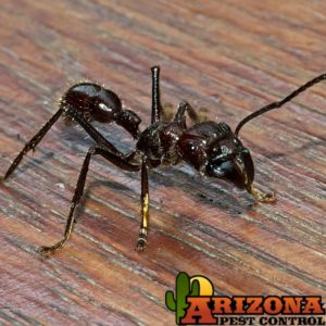 Ant Control Tucson