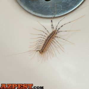 Tucson Centipede Control