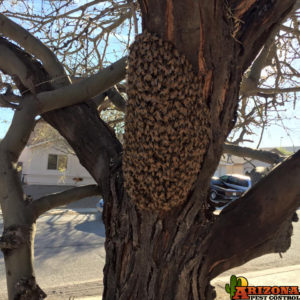 Tucson bee Removal