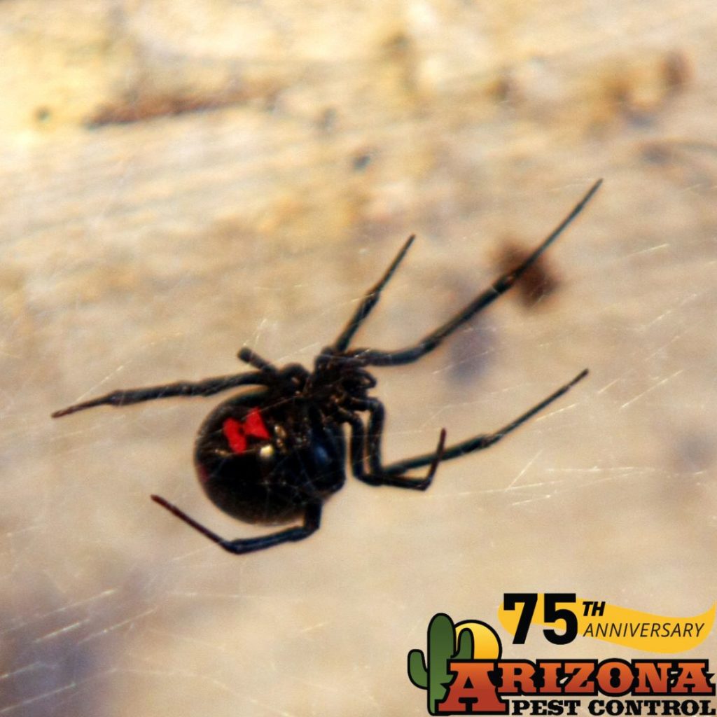 Tucson Pest Control (2) Arizona Pest Control Tucson Pest & Termite