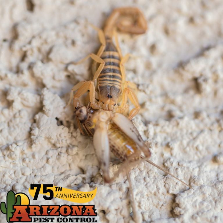 TucsonPestCOntrol Arizona Pest Control Tucson Pest & Termite Control