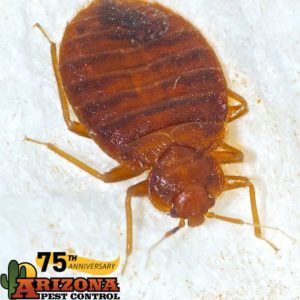 Bed Bug Control