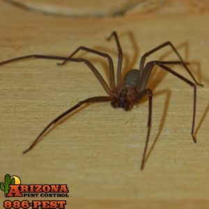 Arizona Brown Recluse