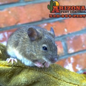 Tucson Mice COntrol