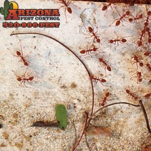 Tucson Ants