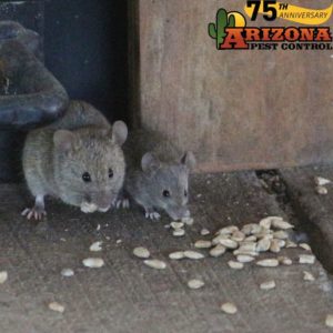 Tucson Mice Control