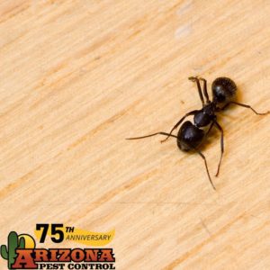 AZ Carpenter Ant