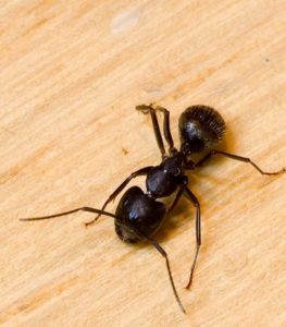 AZ Carpenter Ant