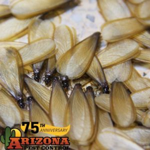 Arizona Termite Swarmer
