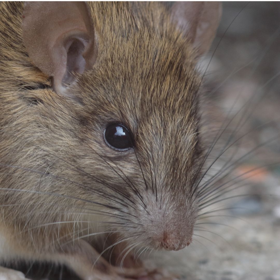 Preventing Roof Rats in Tucson Tips and Tricks