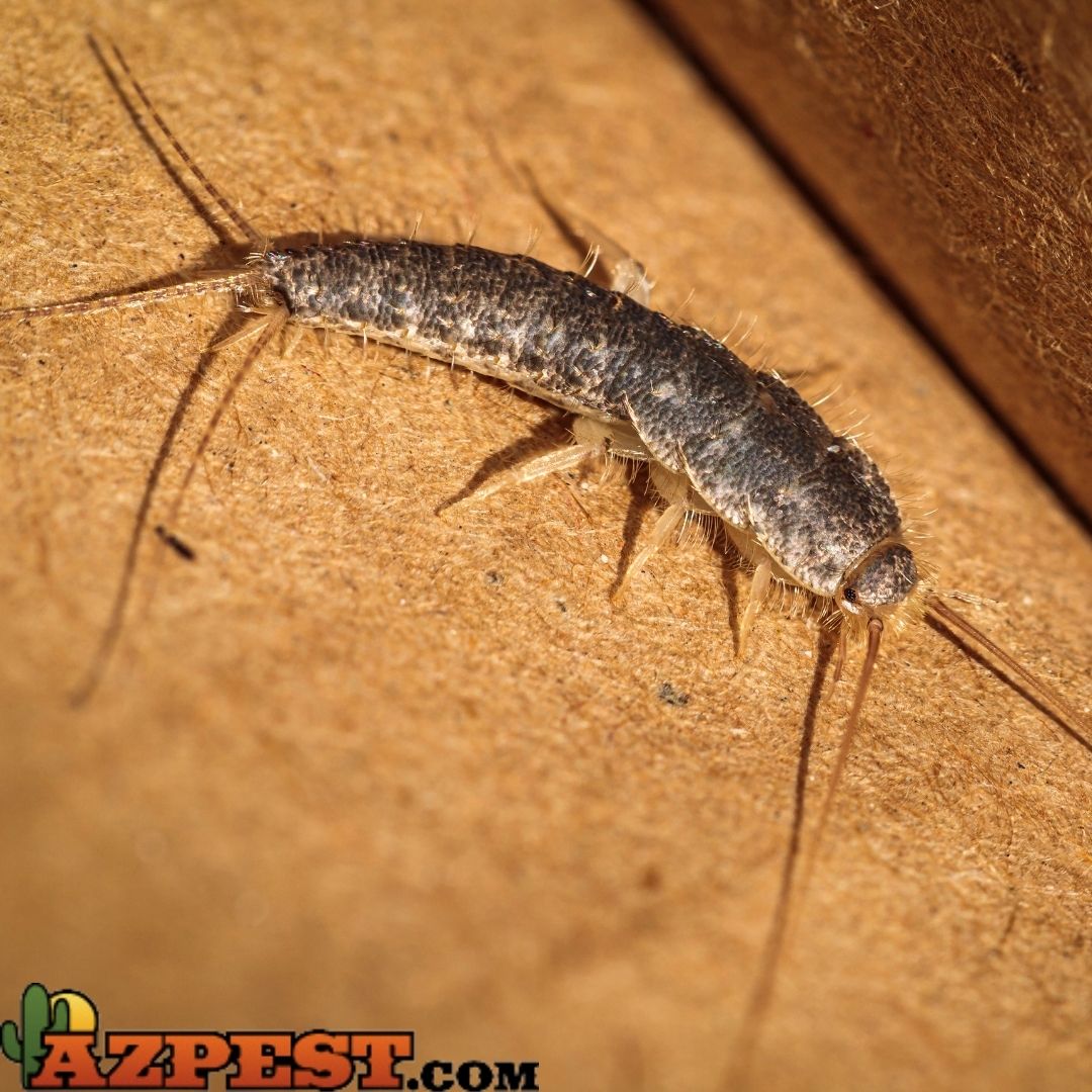 Are Silverfish dangerous to Pets?