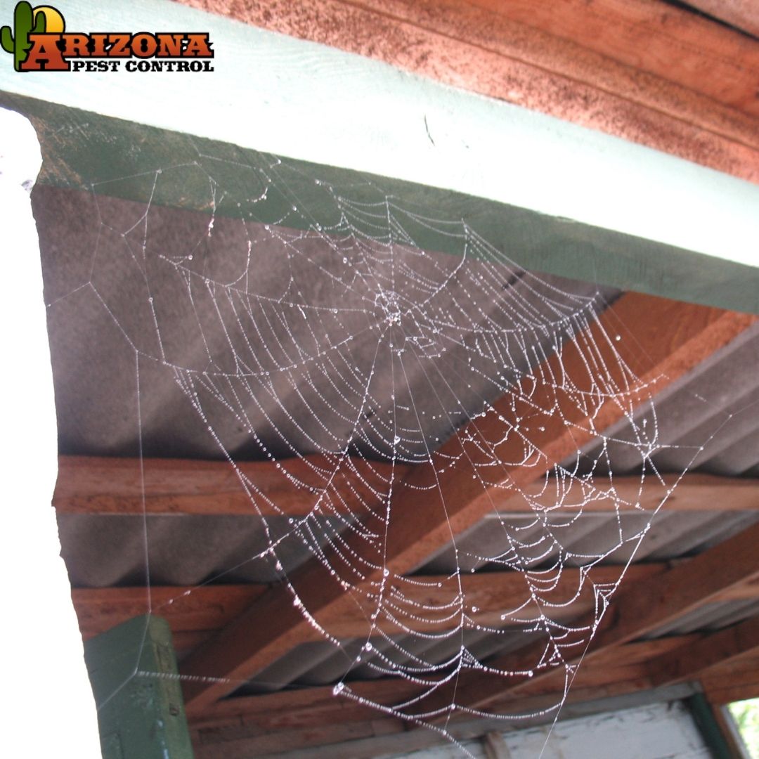 The Different Types Of Spider Webs